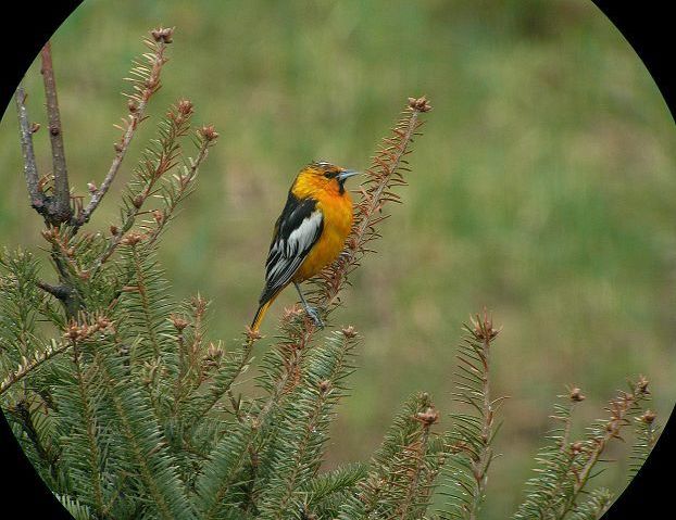 Bullock's Oriole delights birders in southeastern Ohio