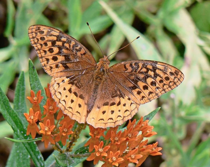 Butterfly exhibit returns to Norma Johnson Center