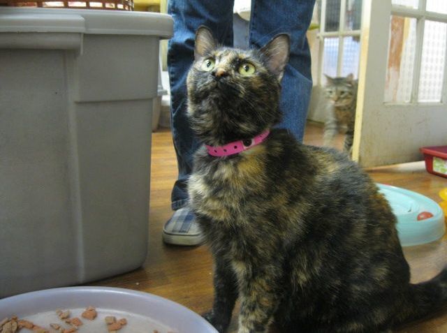 Cats n Us partners with Humane Society
