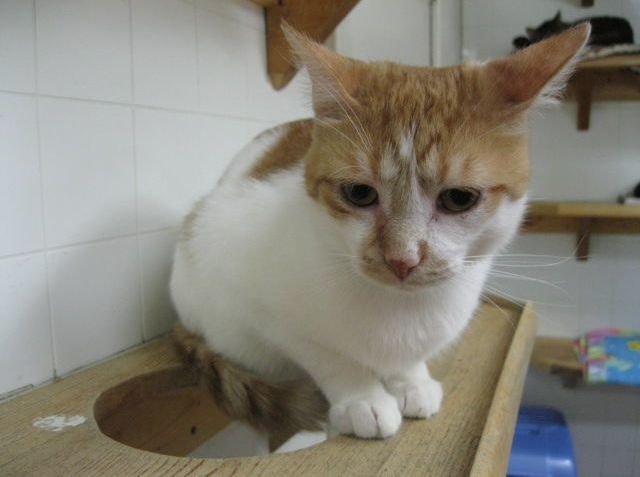 Cats n Us partners with Humane Society