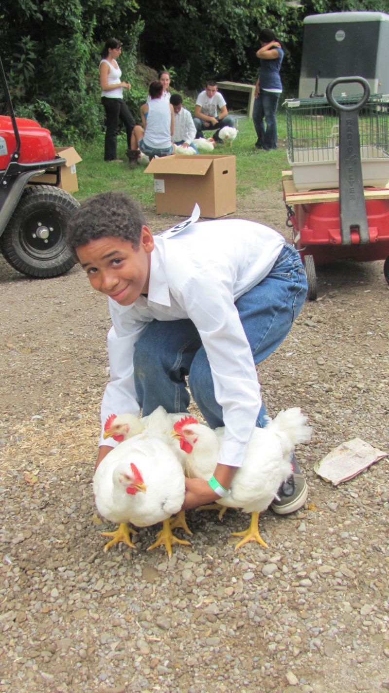 Chickens and ducks and geese – oh my! Poultry judging takes flight on first day of Holmes County Fair