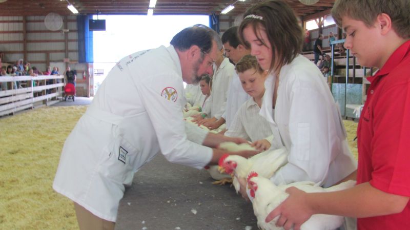 Chickens and ducks and geese – oh my! Poultry judging takes flight on first day of Holmes County Fair