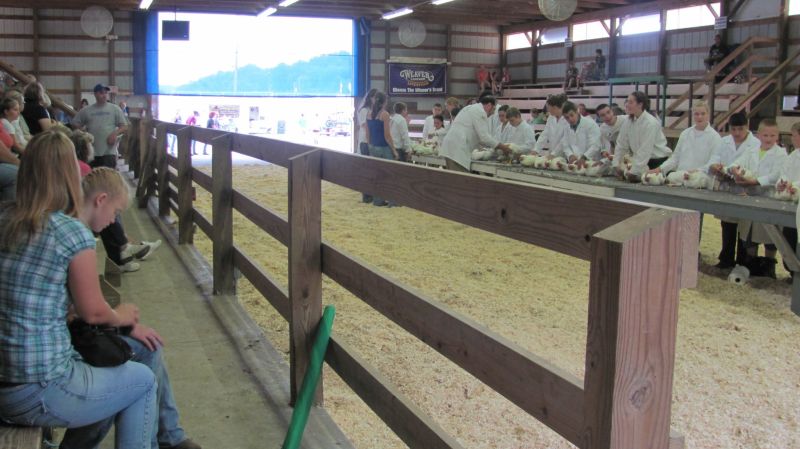 Chickens and ducks and geese – oh my! Poultry judging takes flight on first day of Holmes County Fair