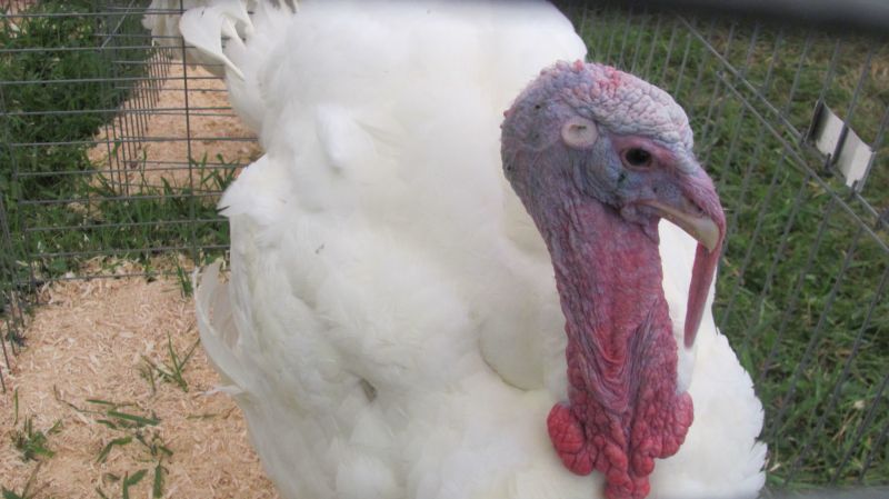 Chickens and ducks and geese – oh my! Poultry judging takes flight on first day of Holmes County Fair