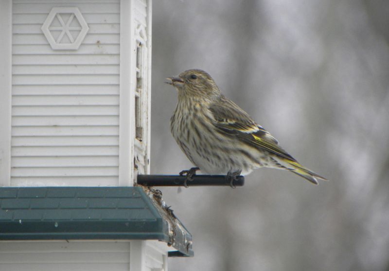 Chipping Sparrow visits a feeder near Holmesville