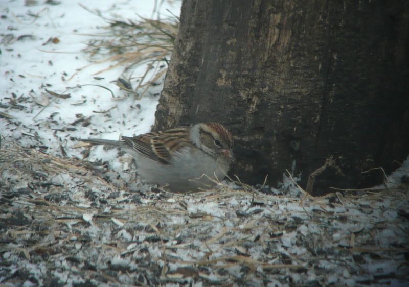 Chipping Sparrow visits a feeder near Holmesville