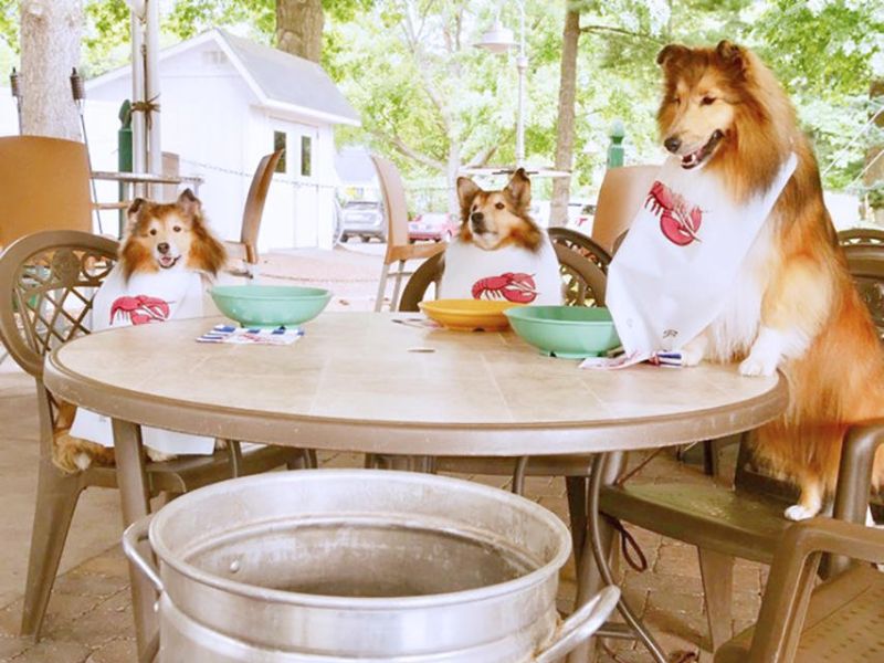 Clam bake benefits local animals