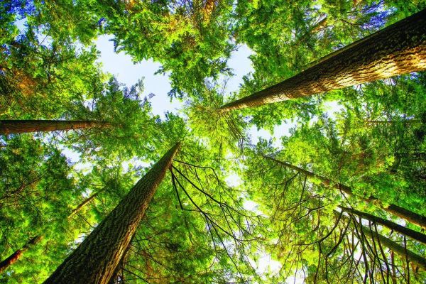 Clums to present forest inventory techniques at July ECOFA meeting