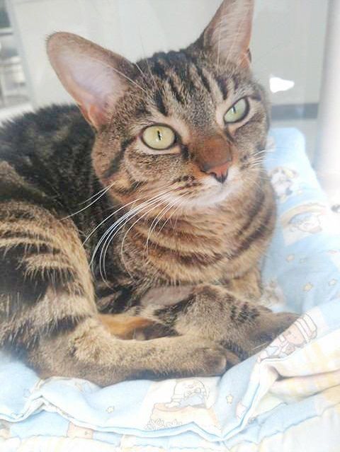 Coca and Christmas are available for adoption