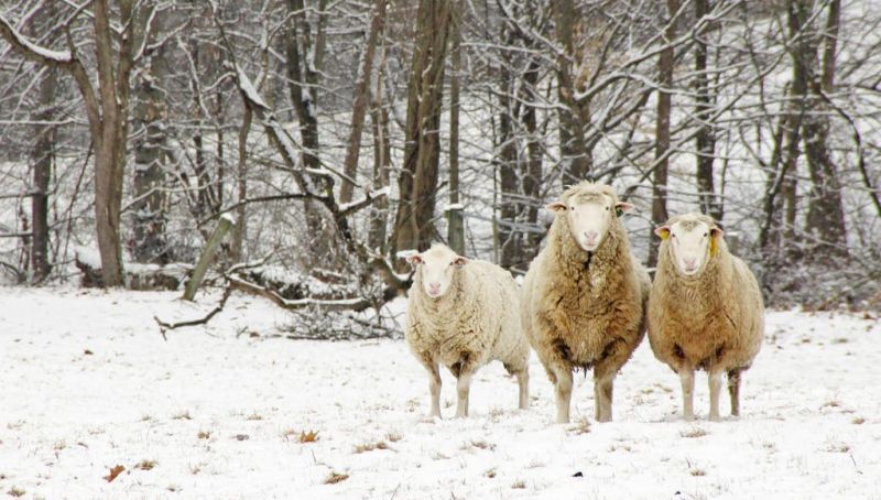 Cold outside? You’d better dress in sheep’s clothing