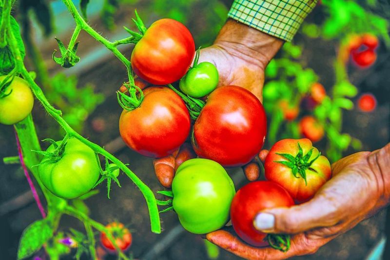 Community garden has plots to rent