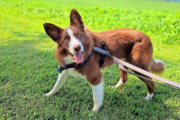 Community rallies to help ‘wobbly’ pup