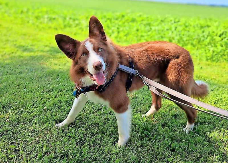 Community rallies to help ‘wobbly’ pup