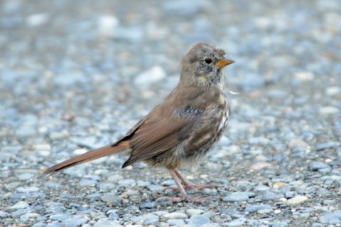 Comparing the birds of Alaska with the birds of Ohio