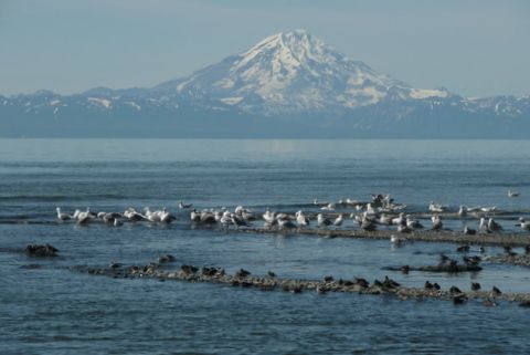 Comparing the birds of Alaska with the birds of Ohio