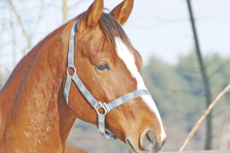 Confirmed West Nile virus in horse