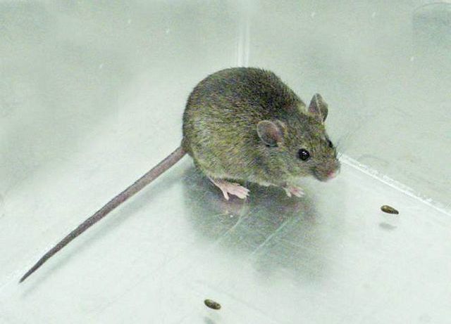 Cooler temperatures can bring univited rodents indoors