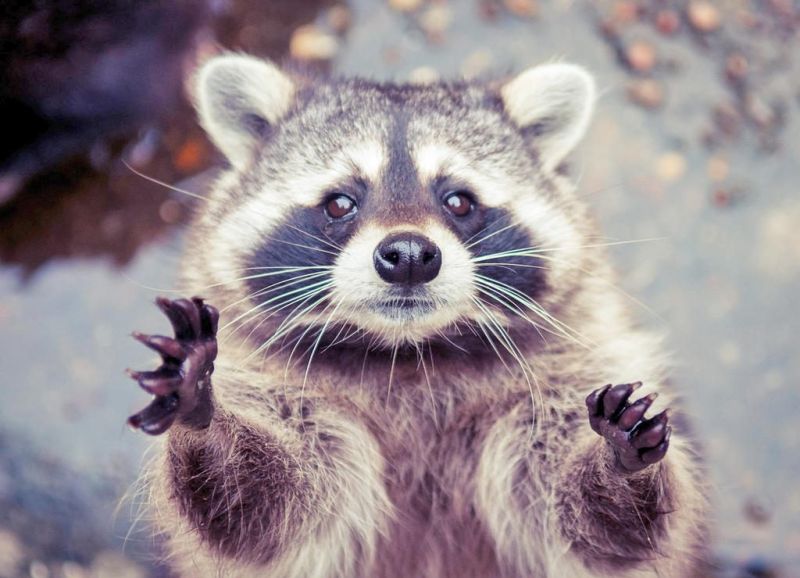 Coordinated effort to halt the spread of raccoon rabies to get underway