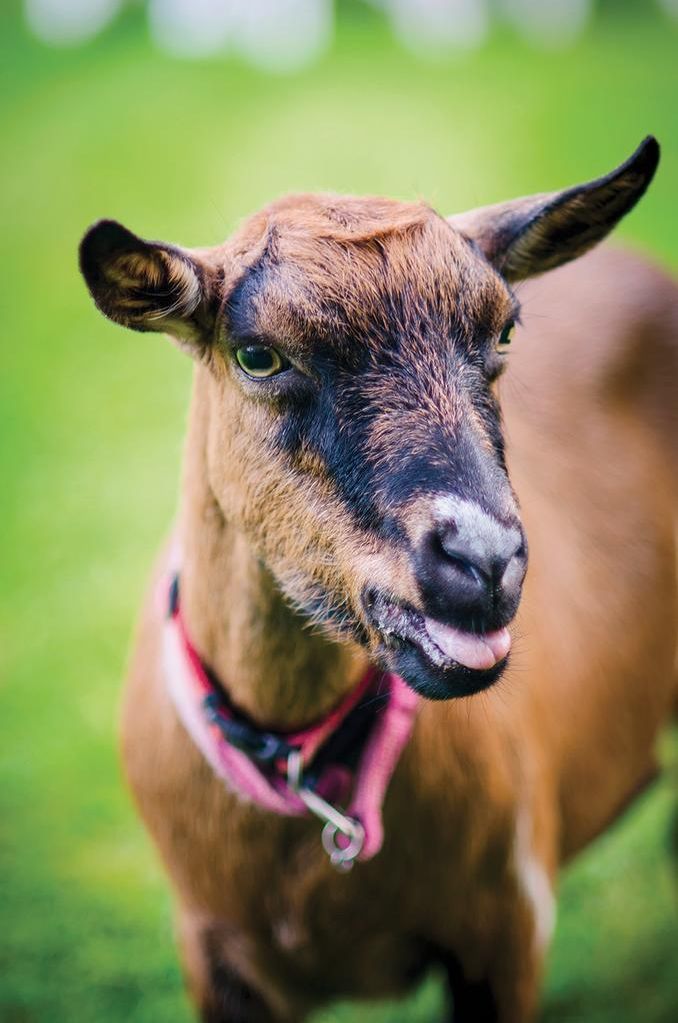 County library to host goat yoga Oct. 21