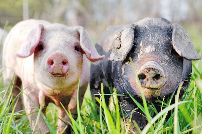 County pork producers to award $500 scholarships