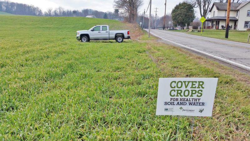 Cover crops help reduce soil erosion