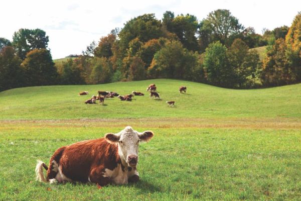 Cow/Calf workshop Feb. 7 at Paint Valley Farms