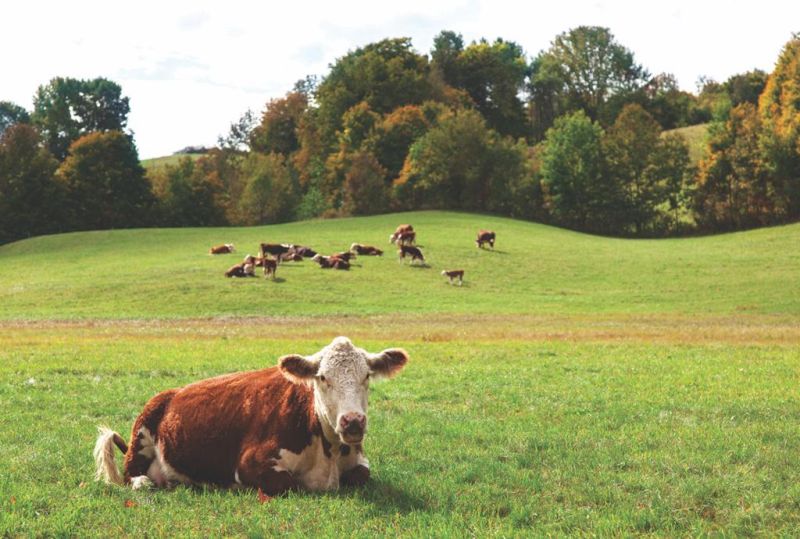 Cow/Calf workshop Feb. 7 at Paint Valley Farms