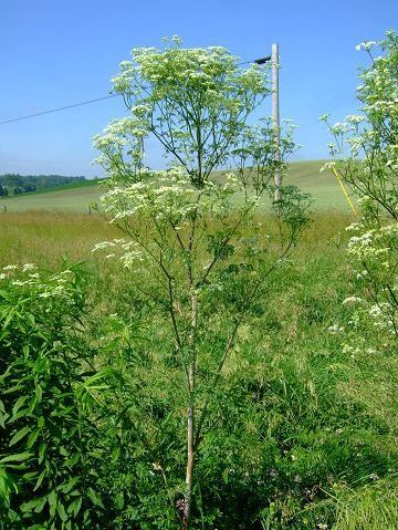 Dealing with poison hemlock