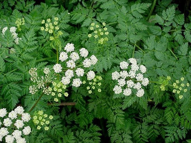 Dealing with poison hemlock