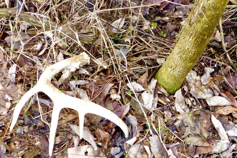 Deer Antlers Fall, And The Rodent World Rejoices 