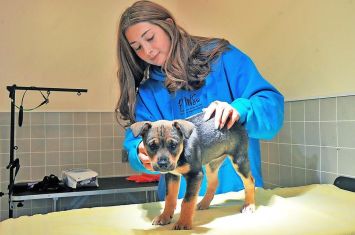 Dog owners, beware; it’s tick season