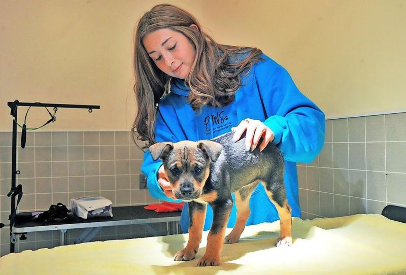 Dog owners, beware; it’s tick season