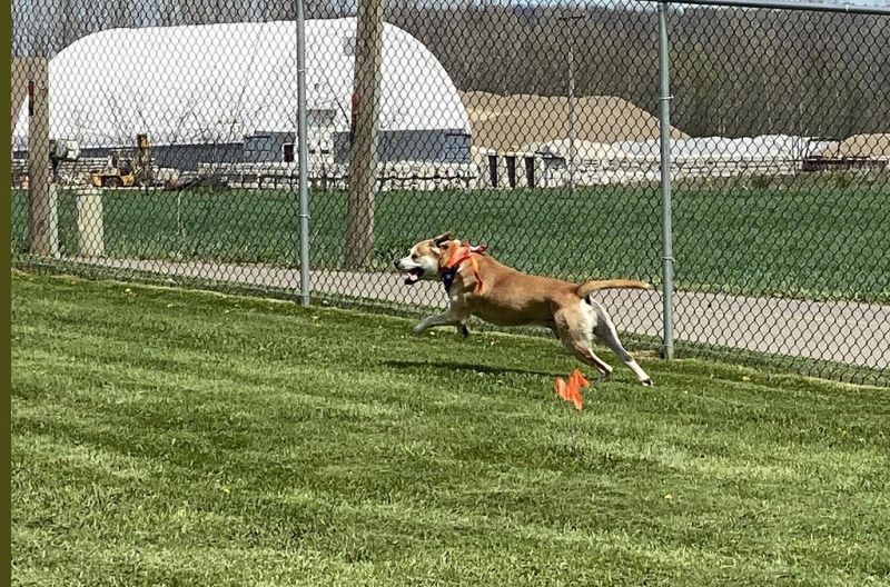 Dog Warden Adoption Center opens new exercise, play area