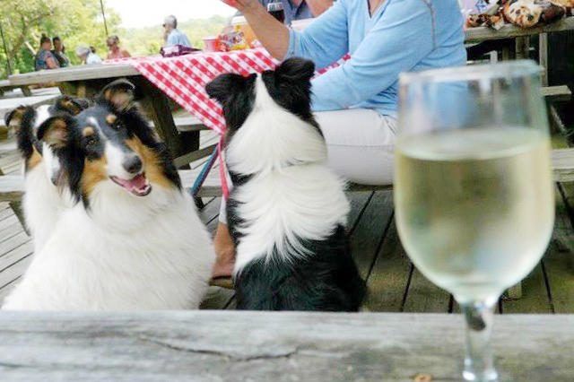 Dogs invited to take their humans to the vineyard