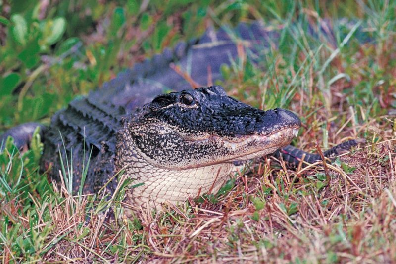 Dover Library to host gator expert