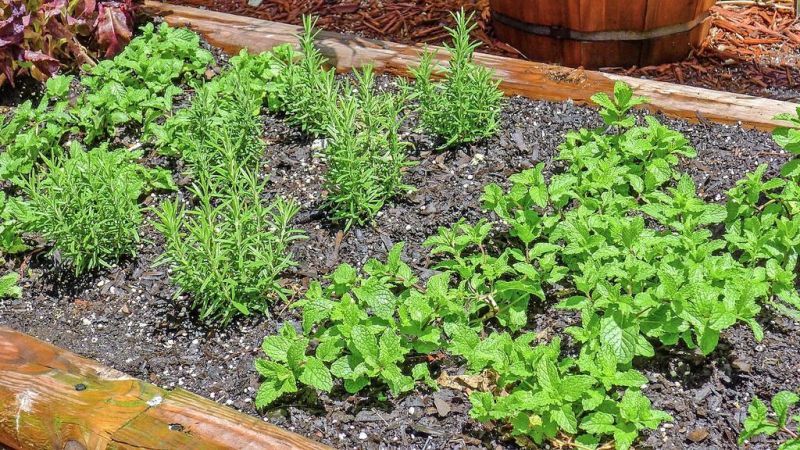 Dover Library will host herb gardening workshop