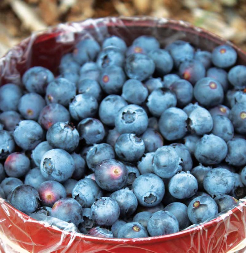 Dover Public Library host series of workshops about local, seasonal produce