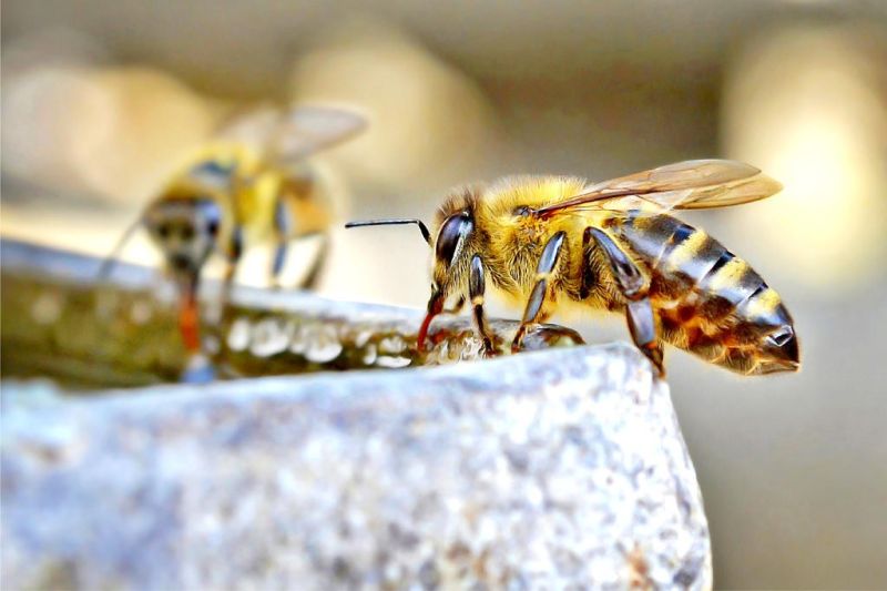 Dover Public Library to host beekeeping program