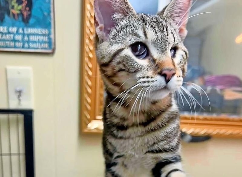 Doylestown Rescue and TNR has a safe landing for unwanted cats