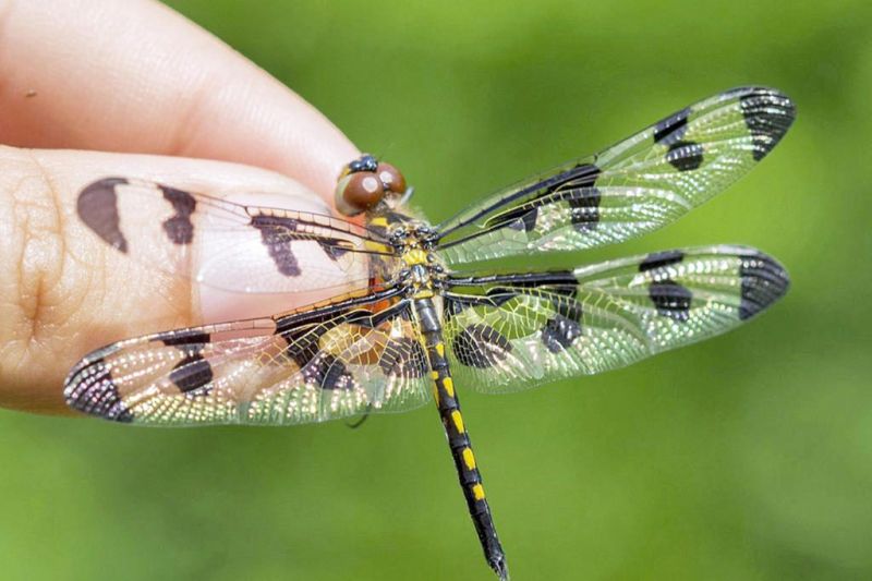 ECOFA to focus  on dragonflies