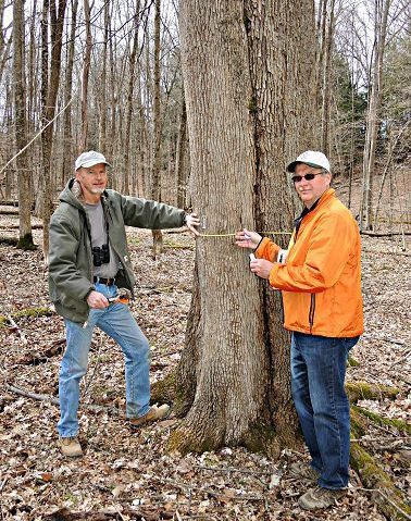 Efforts being made to remove dead ash trees
