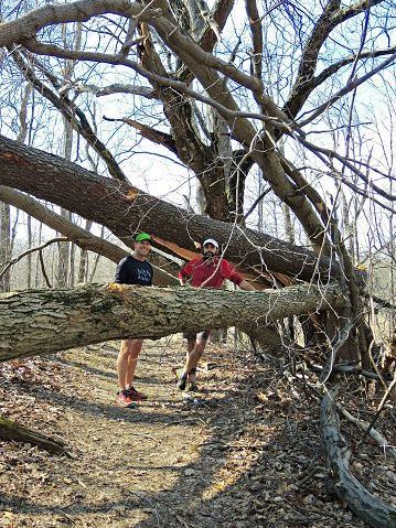 Efforts being made to remove dead ash trees