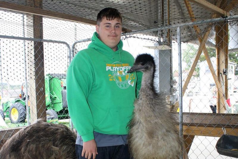 Emus shown at the Tuscarawas County Fair