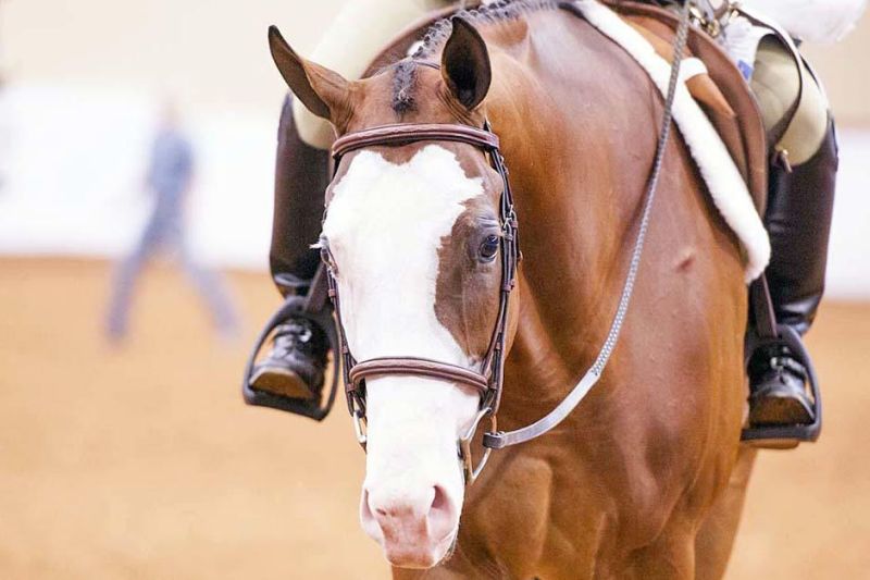 Equine ban is an effort to protect horses