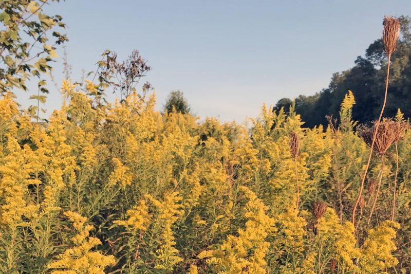 Every year I welcome goldenrod with mixed emotions