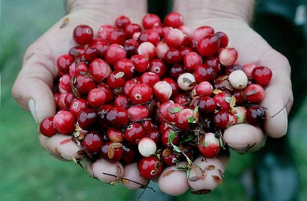 Fall is cranberry season