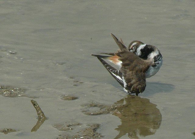 Fall migration update continues, with raptors, songbirds and shorebirds grabbing the headlines