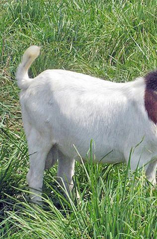 FAMACHA parasite control workshop for sheep and goat owners