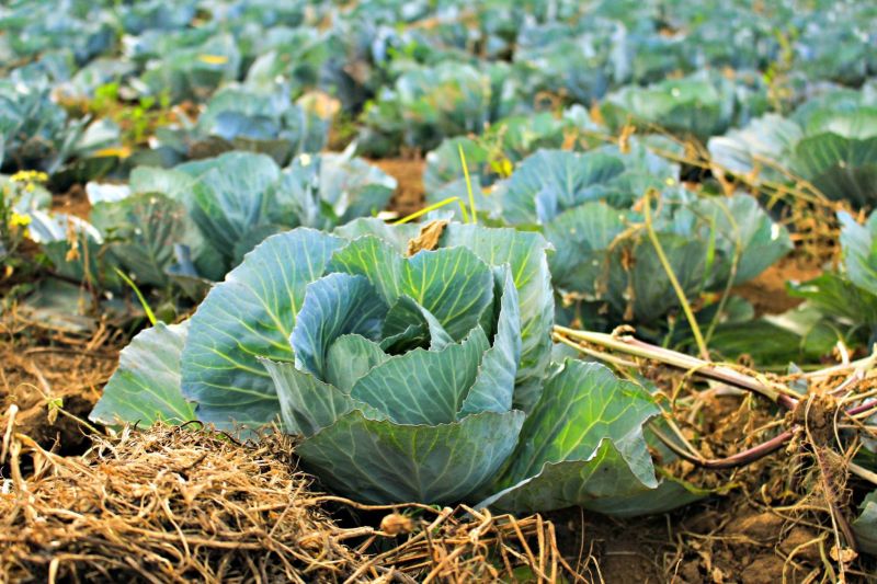 Farm featured as part of the Ohio Sustainable Farm Tour and Workshop Series