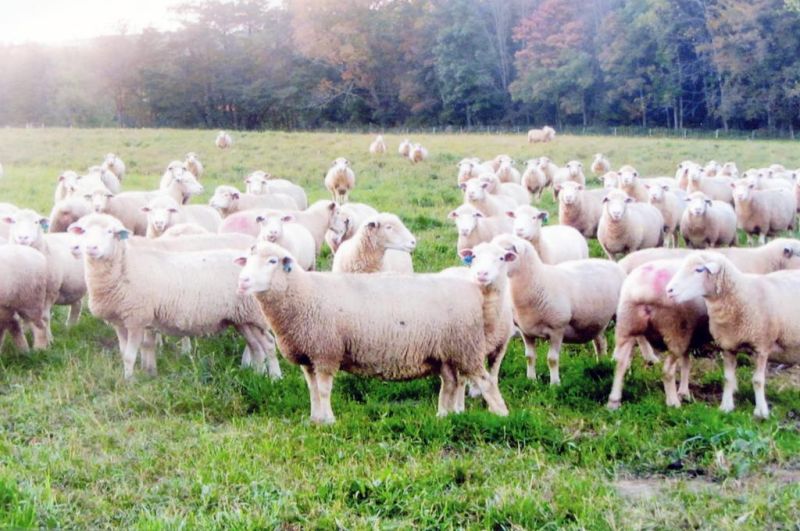 Focus is on sheep at Organic Farming Conference